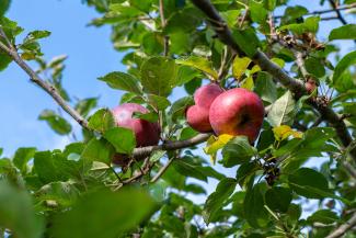 Red apples in a tree on a branch with lots of leaves